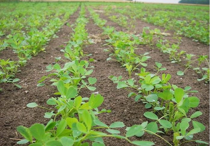 Simple Steps A Must For Growing Lucerne The Dairy Site